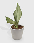 Sansevieria Trifasciata Moonshine Snake Plant