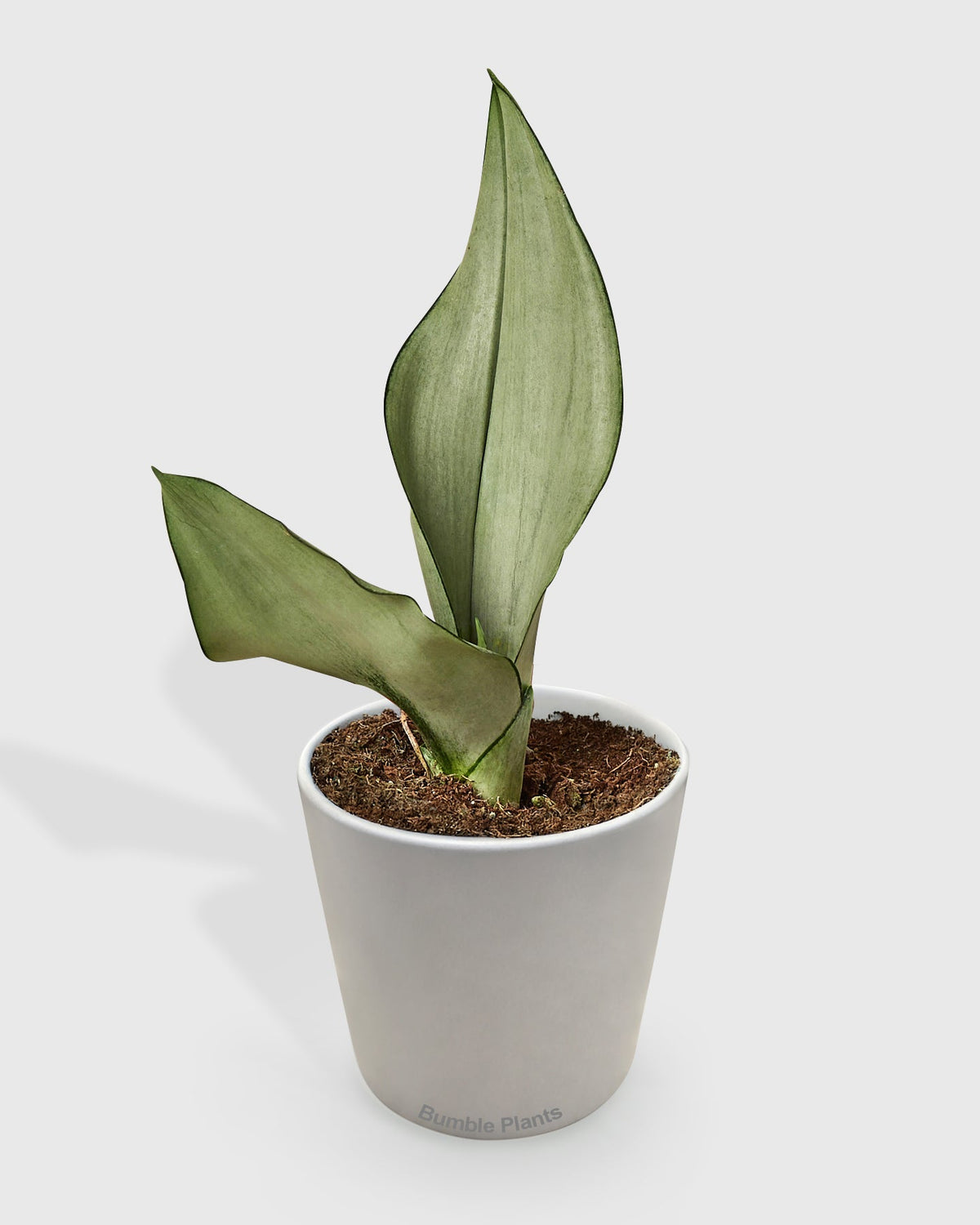 Sansevieria Trifasciata Moonshine Snake Plant