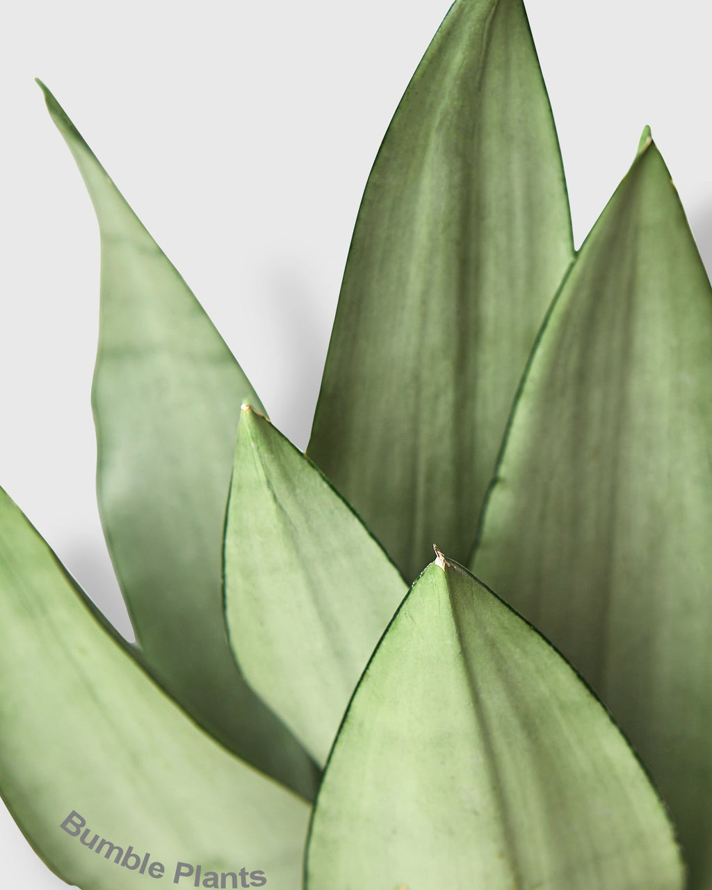 Sansevieria Trifasciata Moonshine Snake Plant