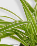Chlorophytum Comosum Reverse Spider Plant