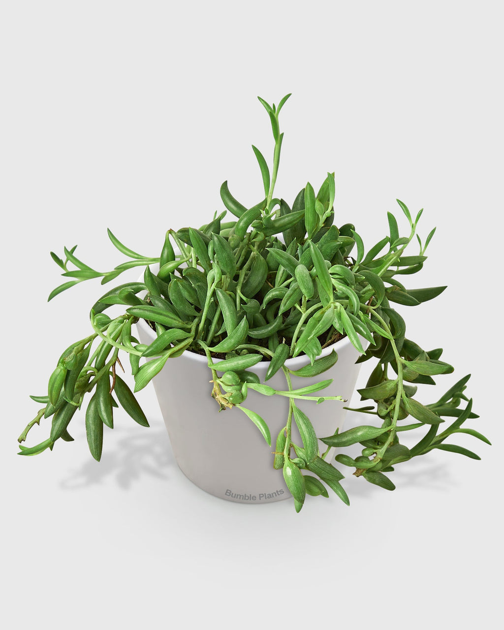 String of Bananas