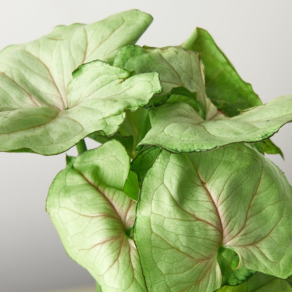 Syngonium 'Roxanna'