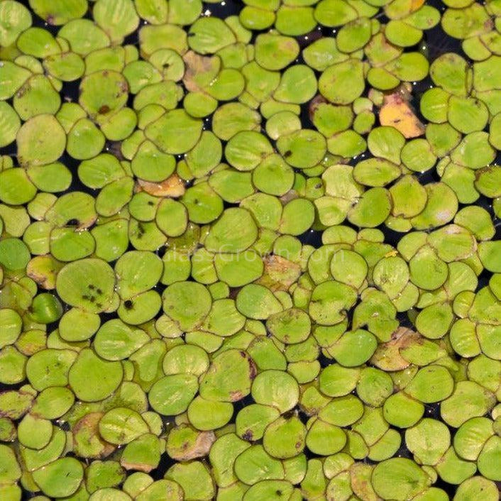 Giant Duckweed 2oz Portion