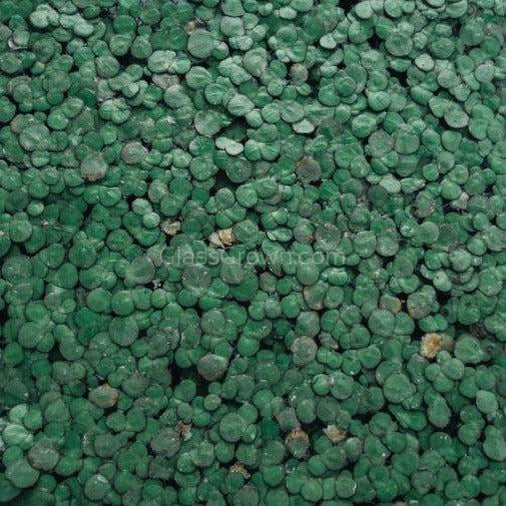Giant Duckweed 2oz Portion