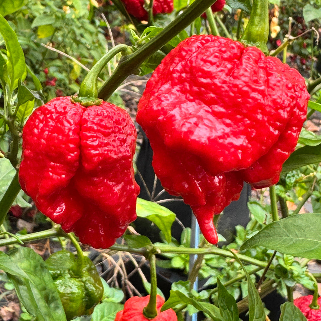 Primo Lucifer XL - Seeds