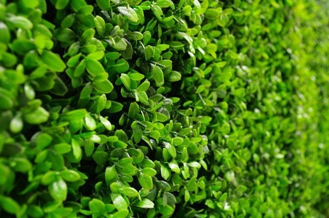 Sample Panel – Bright Boxwood Green Wall (Small Sample)