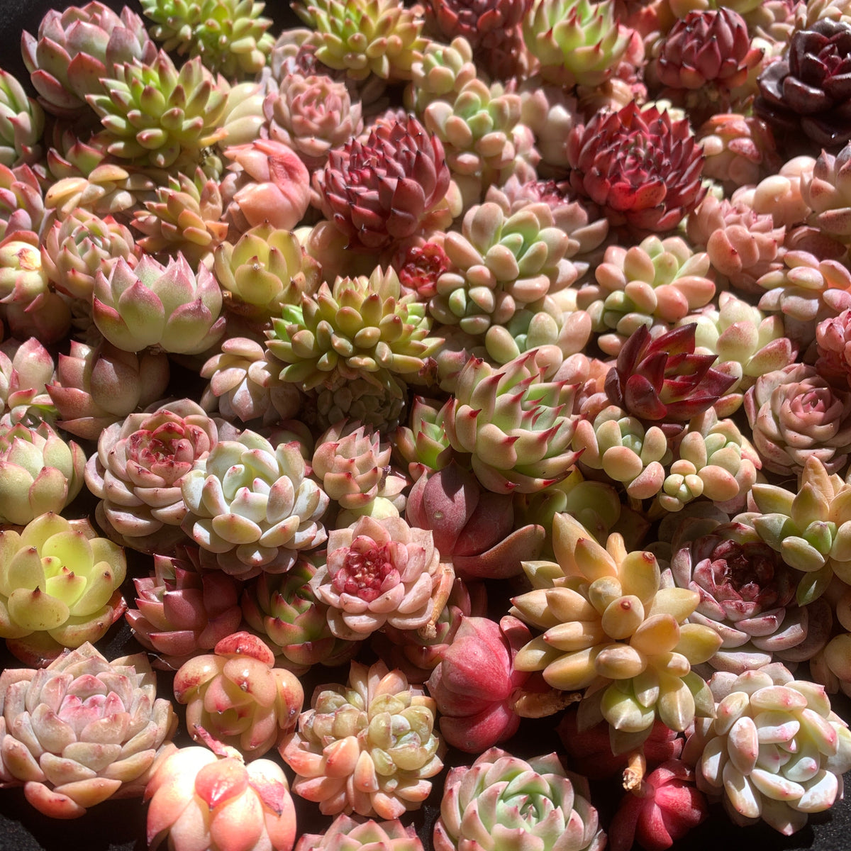 100-Pack Succulents Set - Boutique Mini Plant Assorted 0.7"-1.5" in Diameter - Rare Succulents Random Mix
