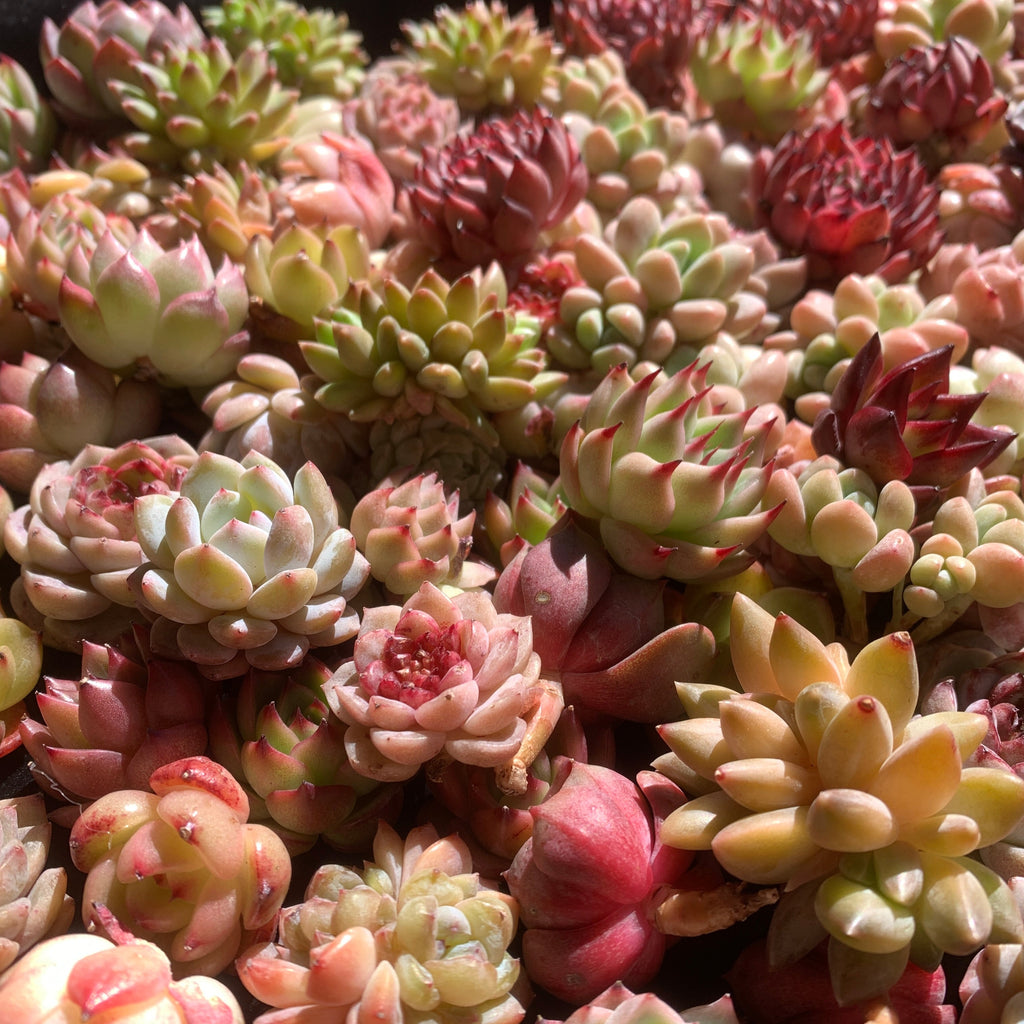 100-Pack Succulents Set - Boutique Mini Plant Assorted 0.7"-1.5" in Diameter - Rare Succulents Random Mix