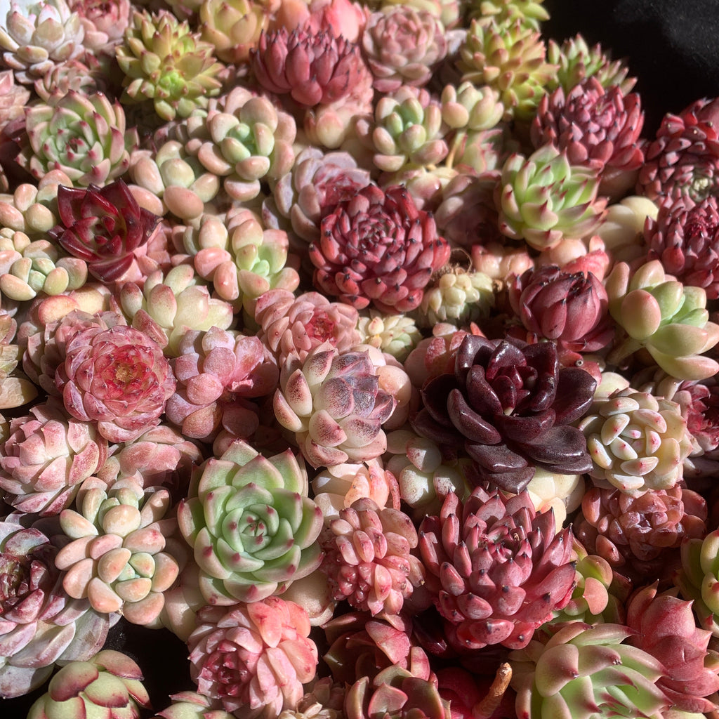 100-Pack Succulents Set - Boutique Mini Plant Assorted 0.7"-1.5" in Diameter - Rare Succulents Random Mix