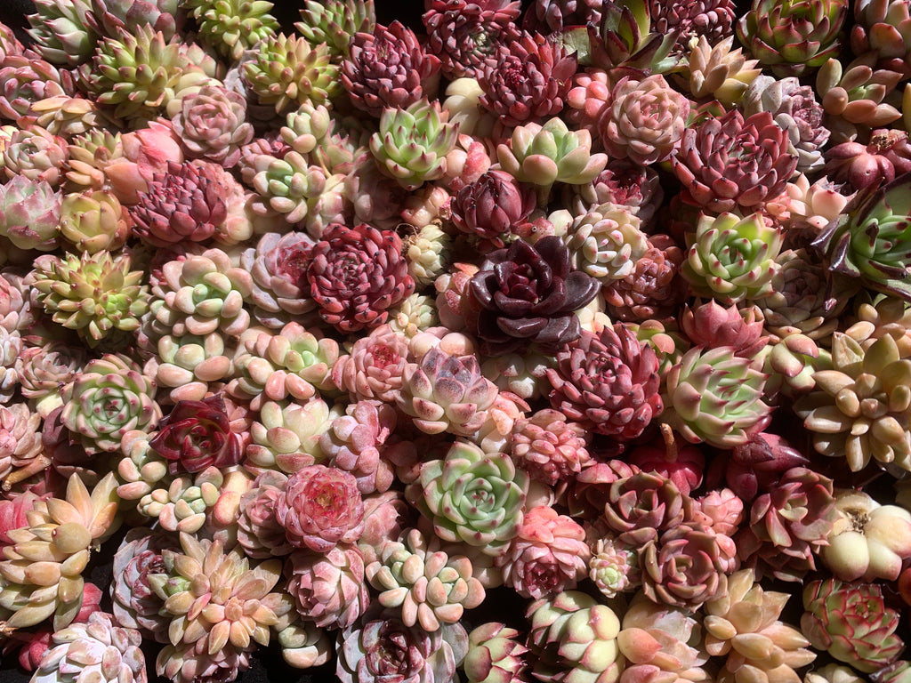 100-Pack Succulents Set - Boutique Mini Plant Assorted 0.7"-1.5" in Diameter - Rare Succulents Random Mix
