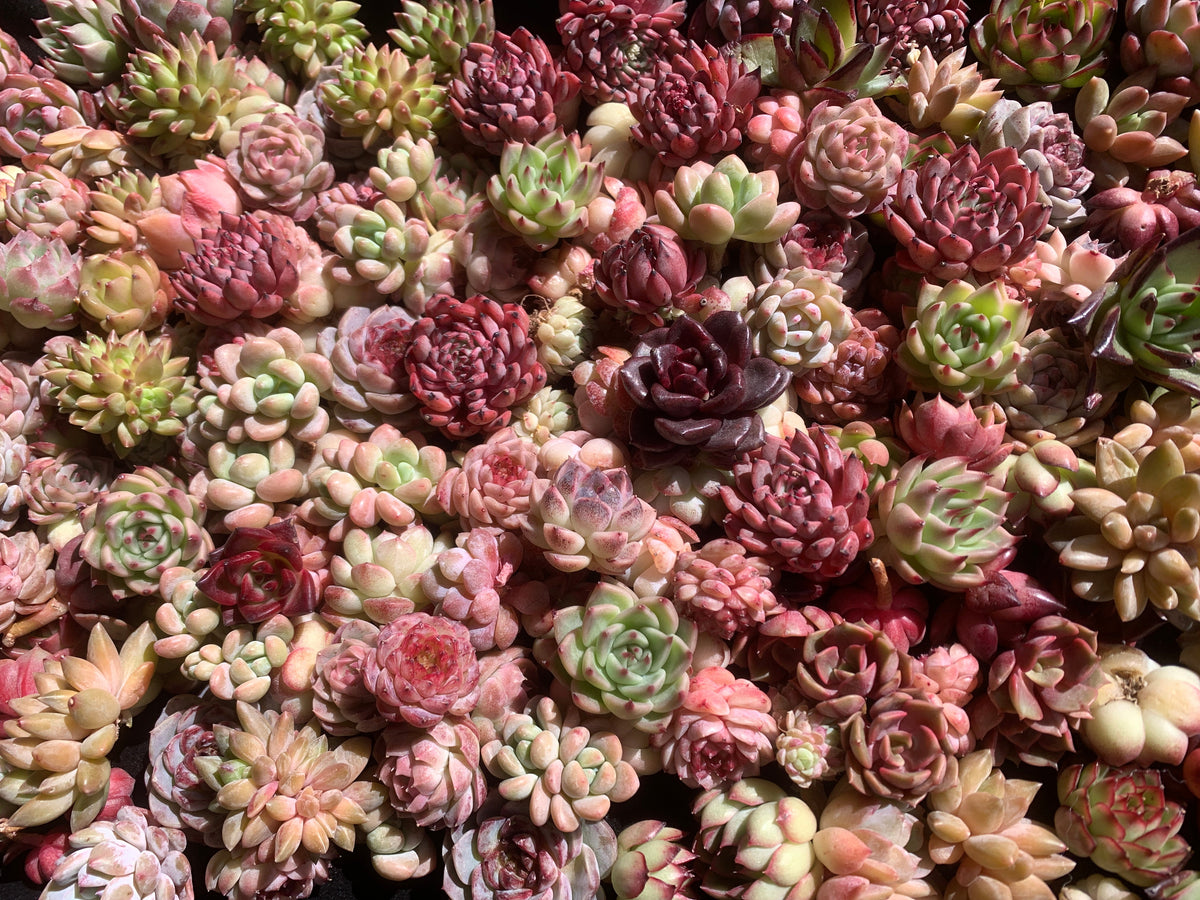 100-Pack Succulents Set - Boutique Mini Plant Assorted 0.7"-1.5" in Diameter - Rare Succulents Random Mix
