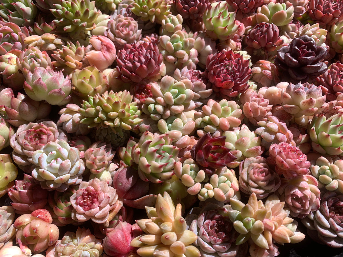 100-Pack Succulents Set - Boutique Mini Plant Assorted 0.7"-1.5" in Diameter - Rare Succulents Random Mix