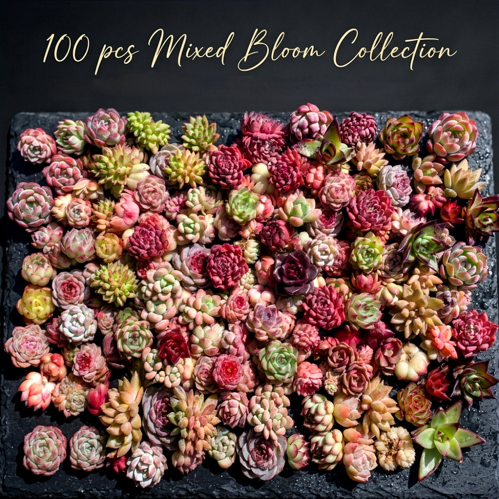 100 Rare Succulents – Boutique Small Mix | Live Plants 0.8"–2.2" | Perfect for Garden, Gifts & DIY