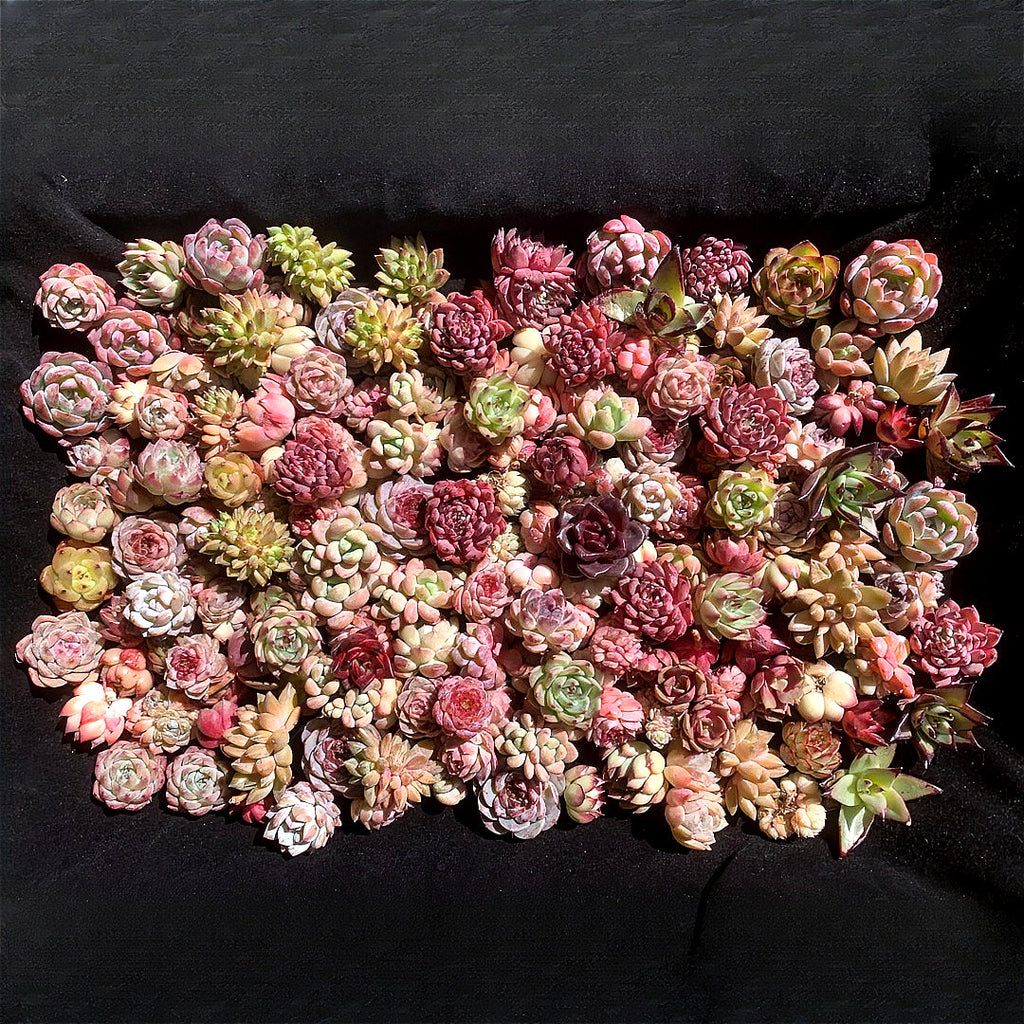 100-Pack Succulents Set - Boutique Mini Plant Assorted 0.7"-1.5" in Diameter - Rare Succulents Random Mix