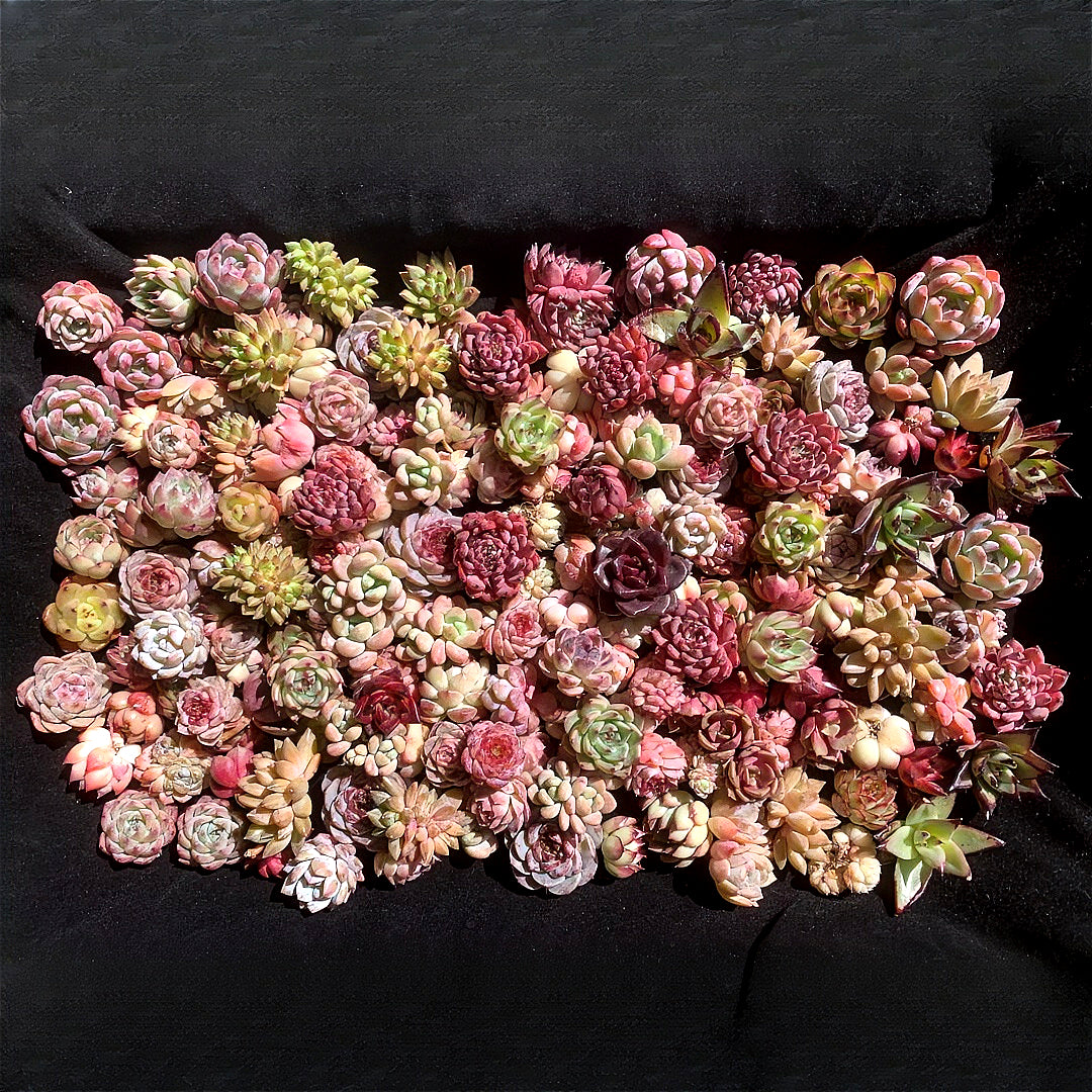 100-Pack Succulents Set - Boutique Mini Plant Assorted 0.7"-1.5" in Diameter - Rare Succulents Random Mix