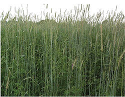 Oats, Spring