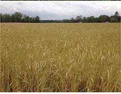 Oats, Spring