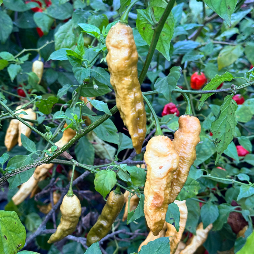 Bhut Jolokia Solid Gold - Seeds