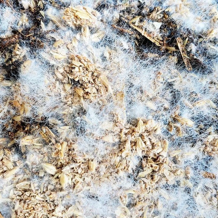 BierKashi Bokashi 5 to 50 lbs (Free Shipping)