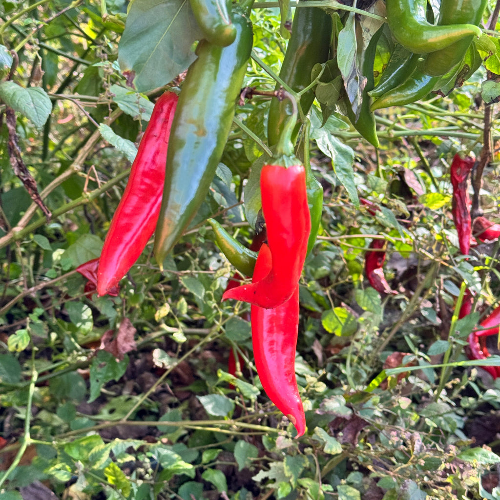 Guajillo Chile  - Seeds