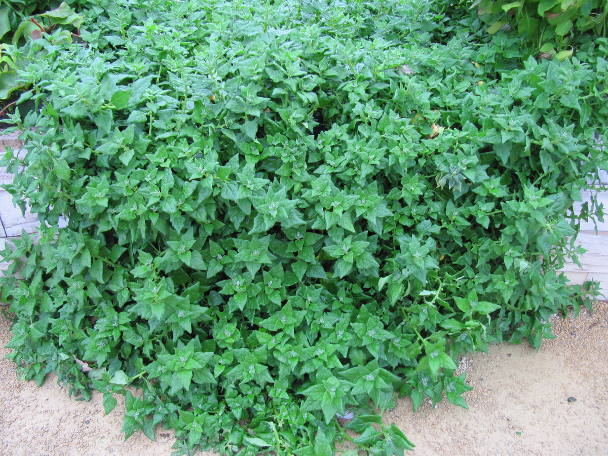 750 New Zealand Spinach Seeds - Non-GMO - Heirloom Spinach