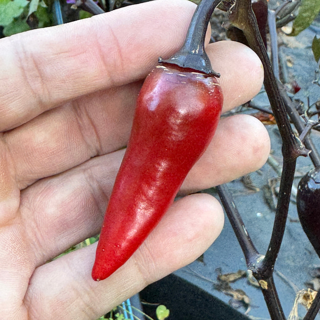 Count Dracula  - Seeds
