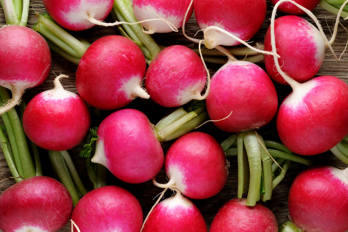 Champion Radish Seeds – Organic Non-GMO Fast-Growing Raphanus sativus Vegetable Seeds for Home Gardens