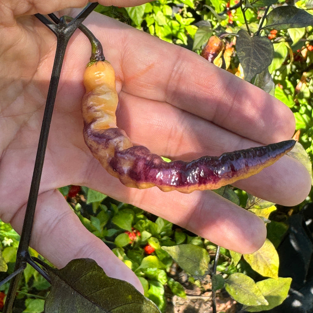 Purple Peach - Seeds