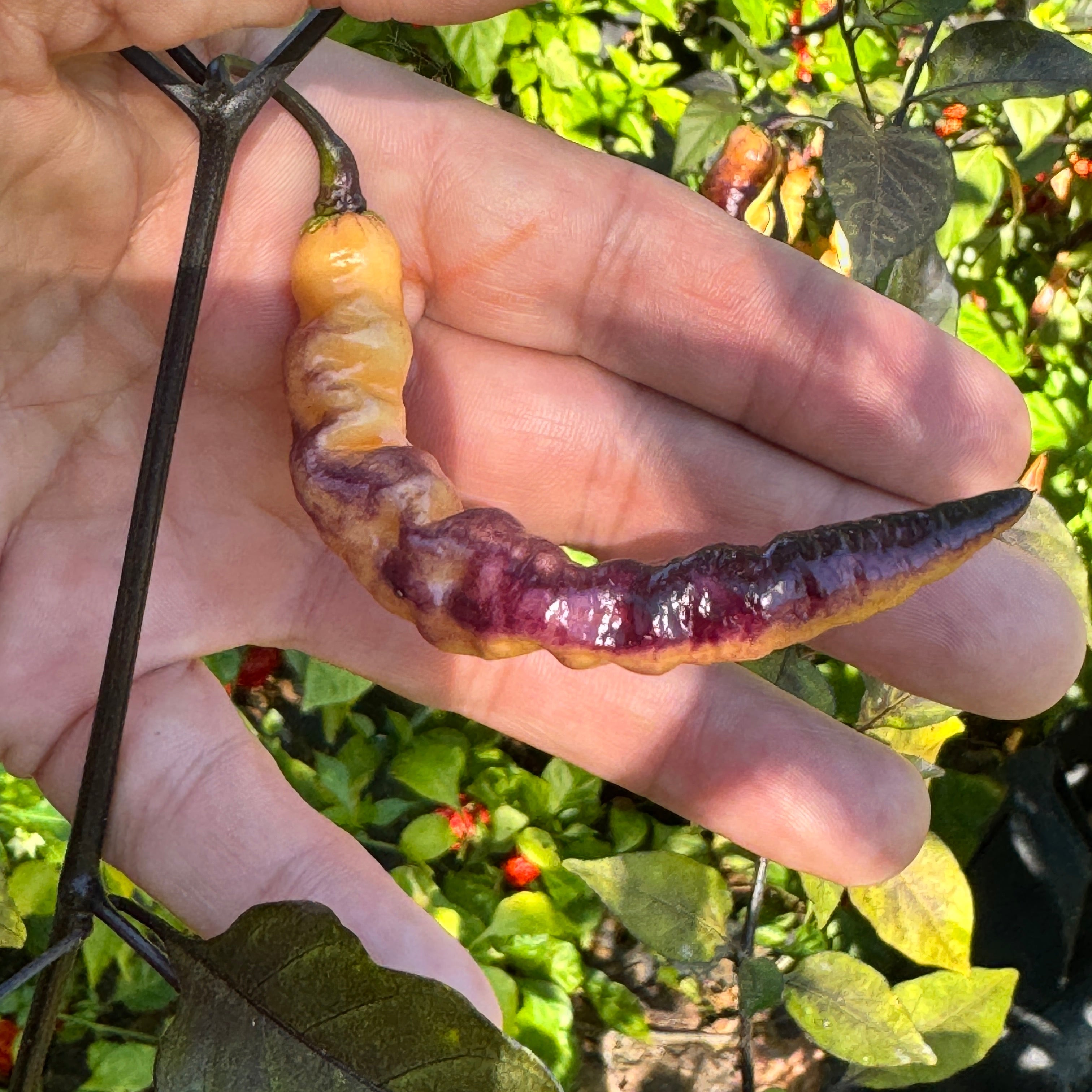 Purple Peach - Seeds