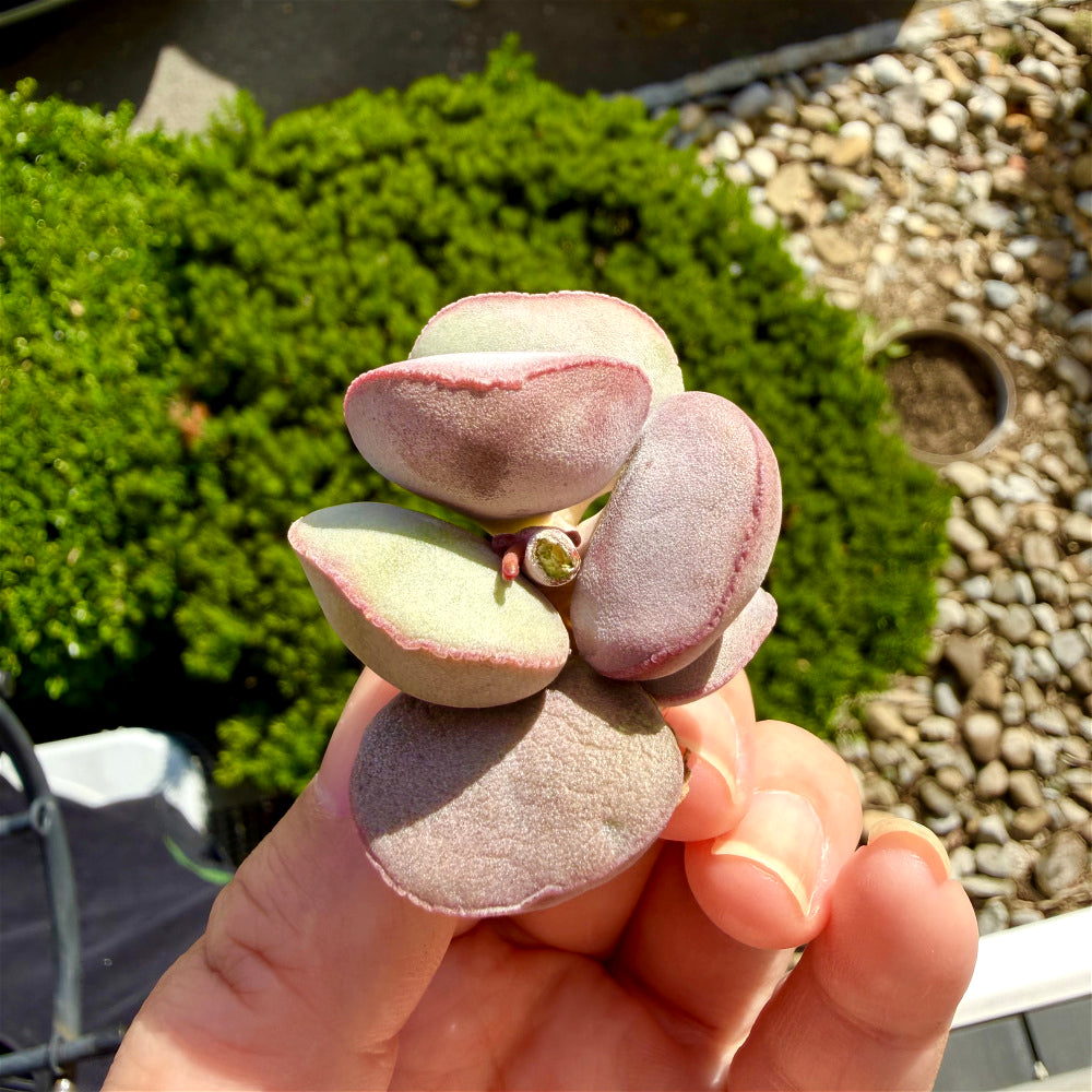 Adromischus Marianiae 'Hallii'