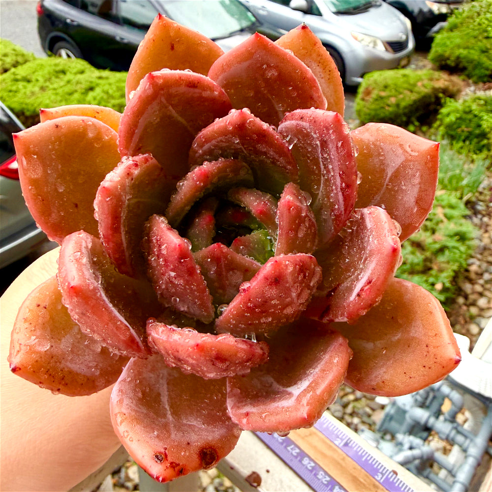 Rare Echeveria 'Wine Champagne' 4.5"-5" Boutique Succulent - 1 of 1 WYSIWYG Live Plant - Exact Plant Shown