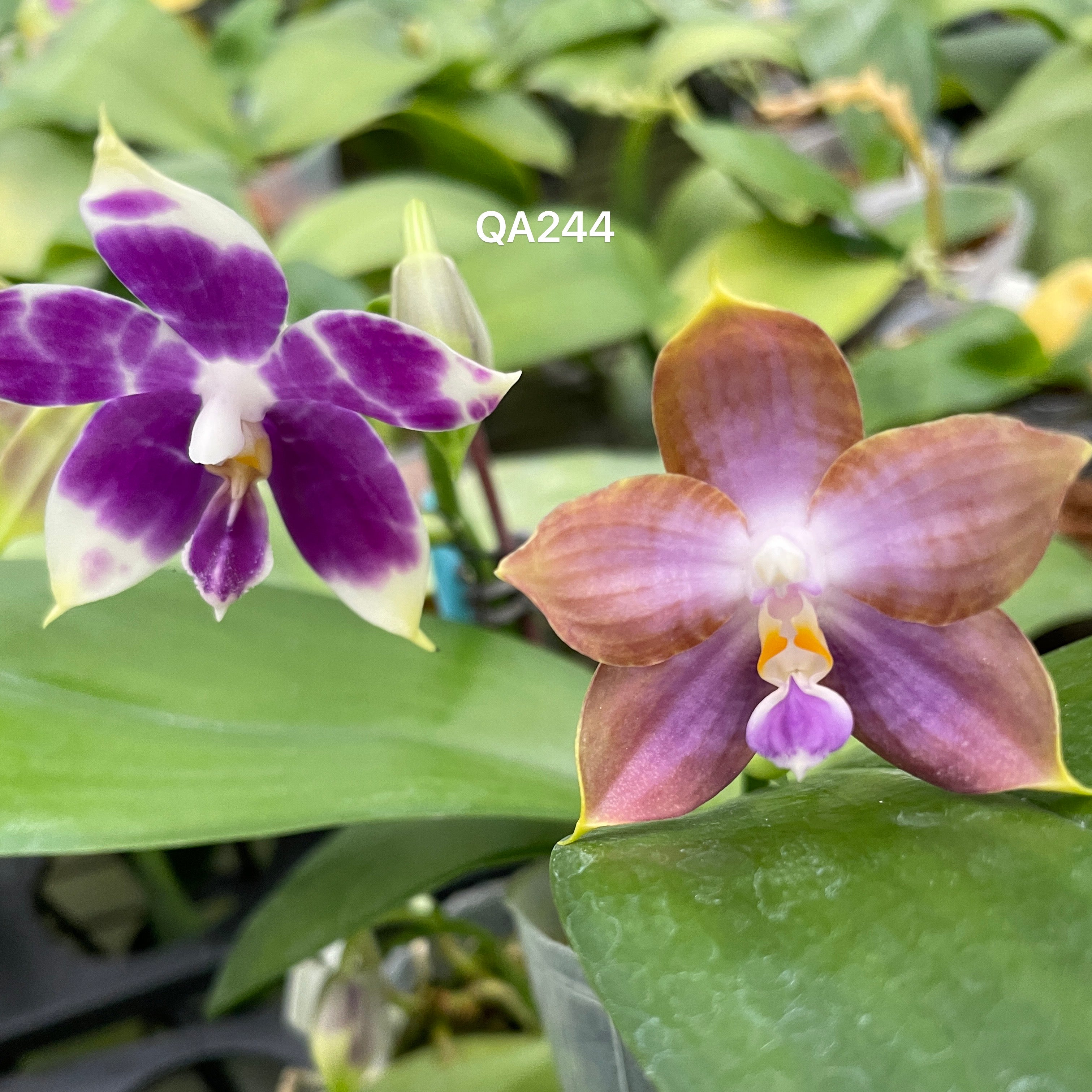 Phalaenopsis MS Starry Princess