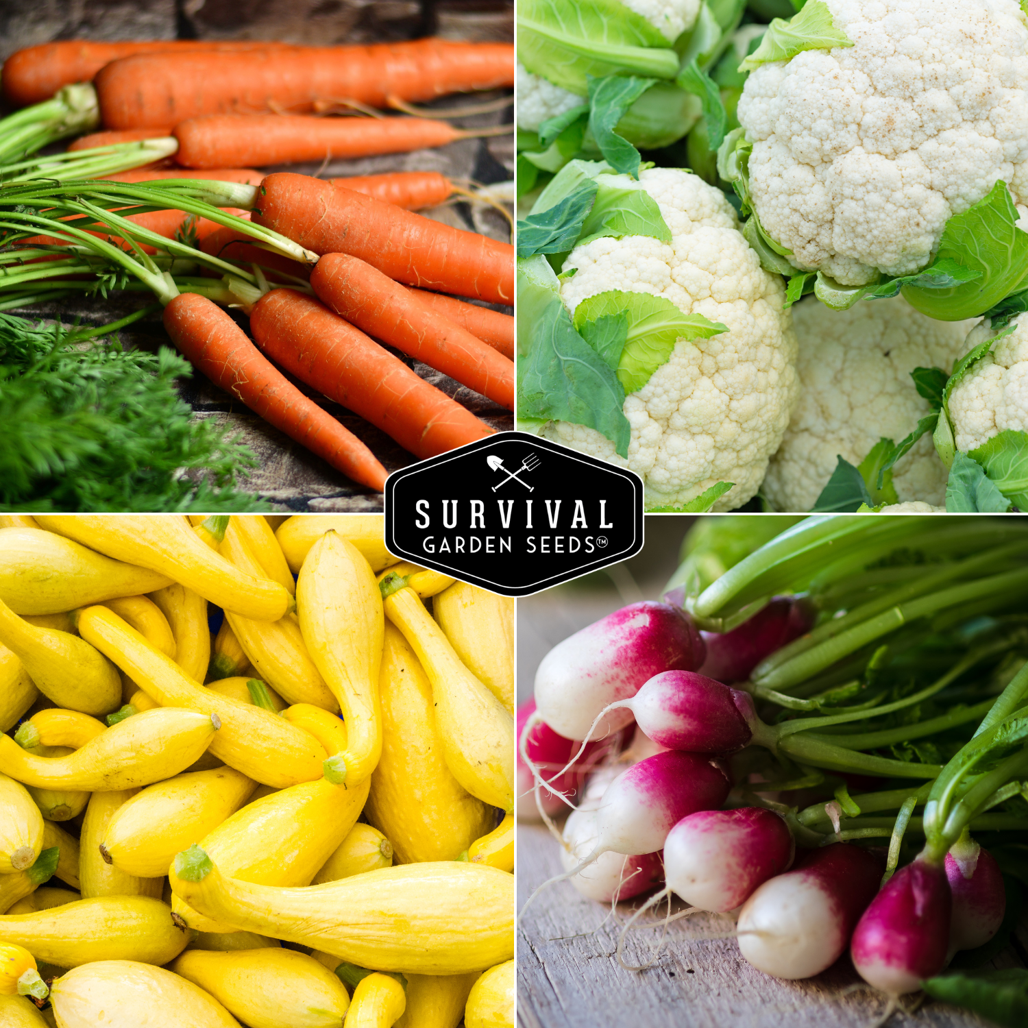 10 Heirloom Non-GMO Vegetable Seed Collection – Open-Pollinated Varieties for Home Gardens