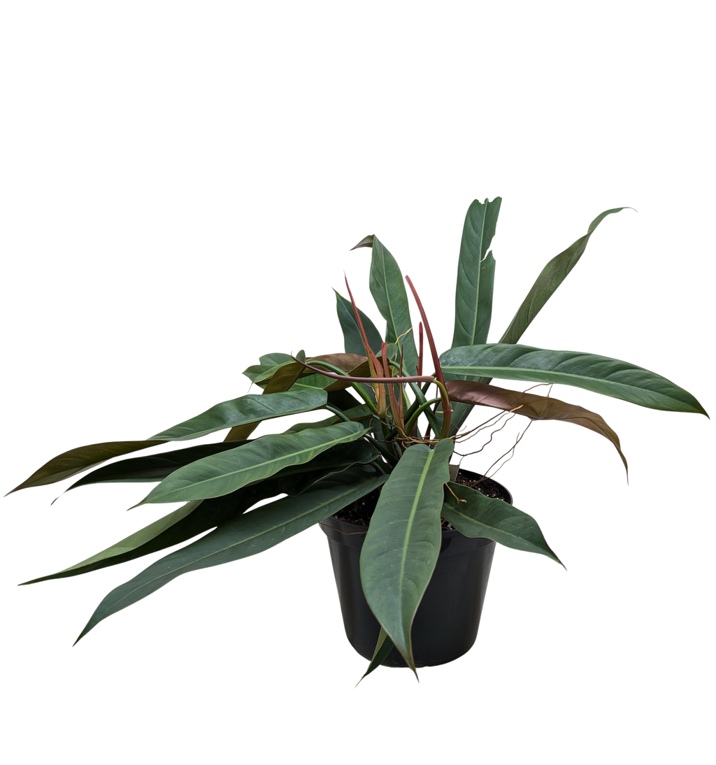 Philodendron Bicolor | Rare Climbing Plant with Velvety Two-Tone Leaves | House Plant Shop