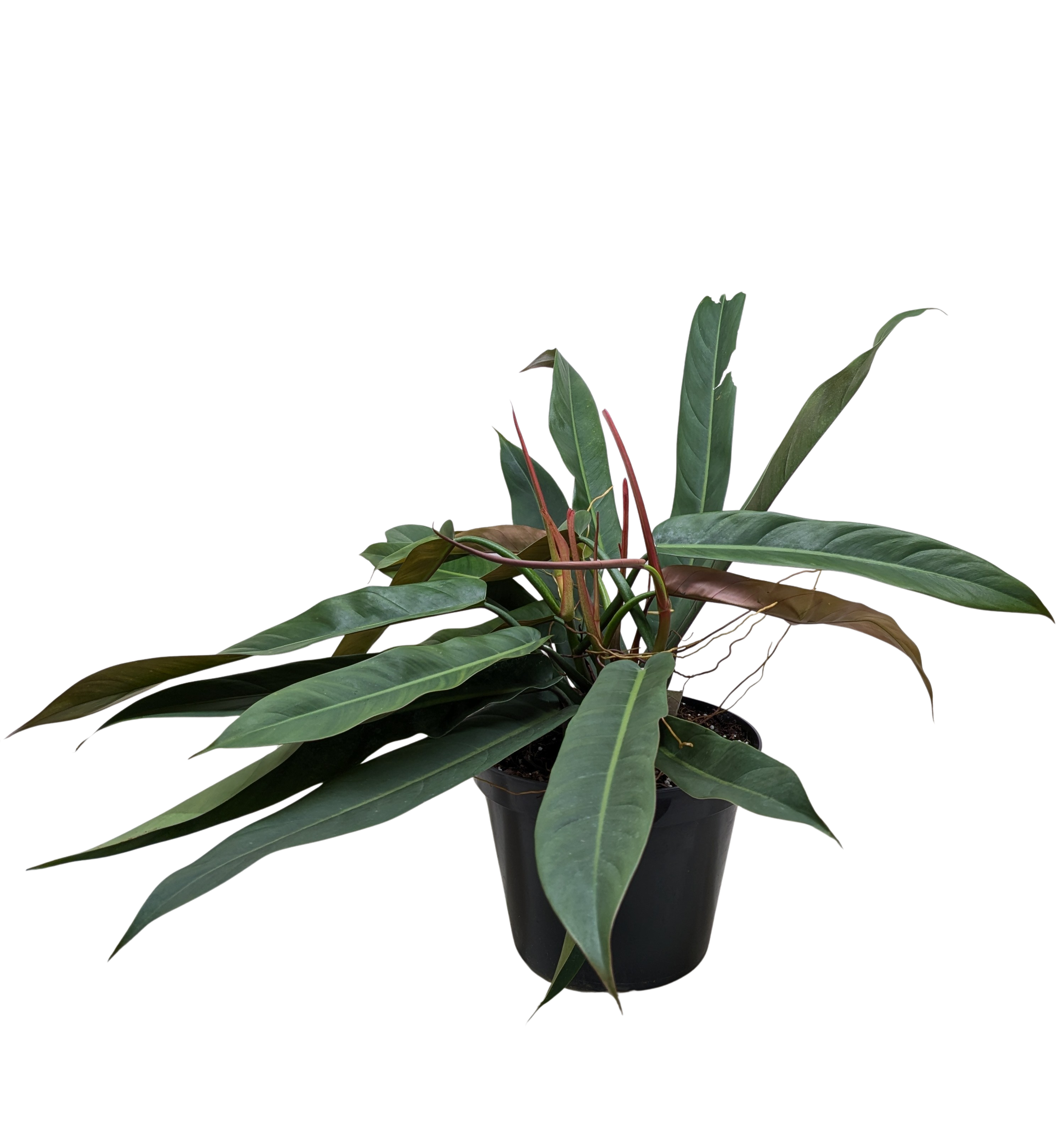Philodendron Bicolor | Rare Climbing Plant with Velvety Two-Tone Leaves | House Plant Shop