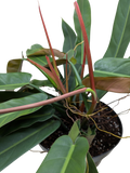 Philodendron Bicolor | Rare Climbing Plant with Velvety Two-Tone Leaves | House Plant Shop