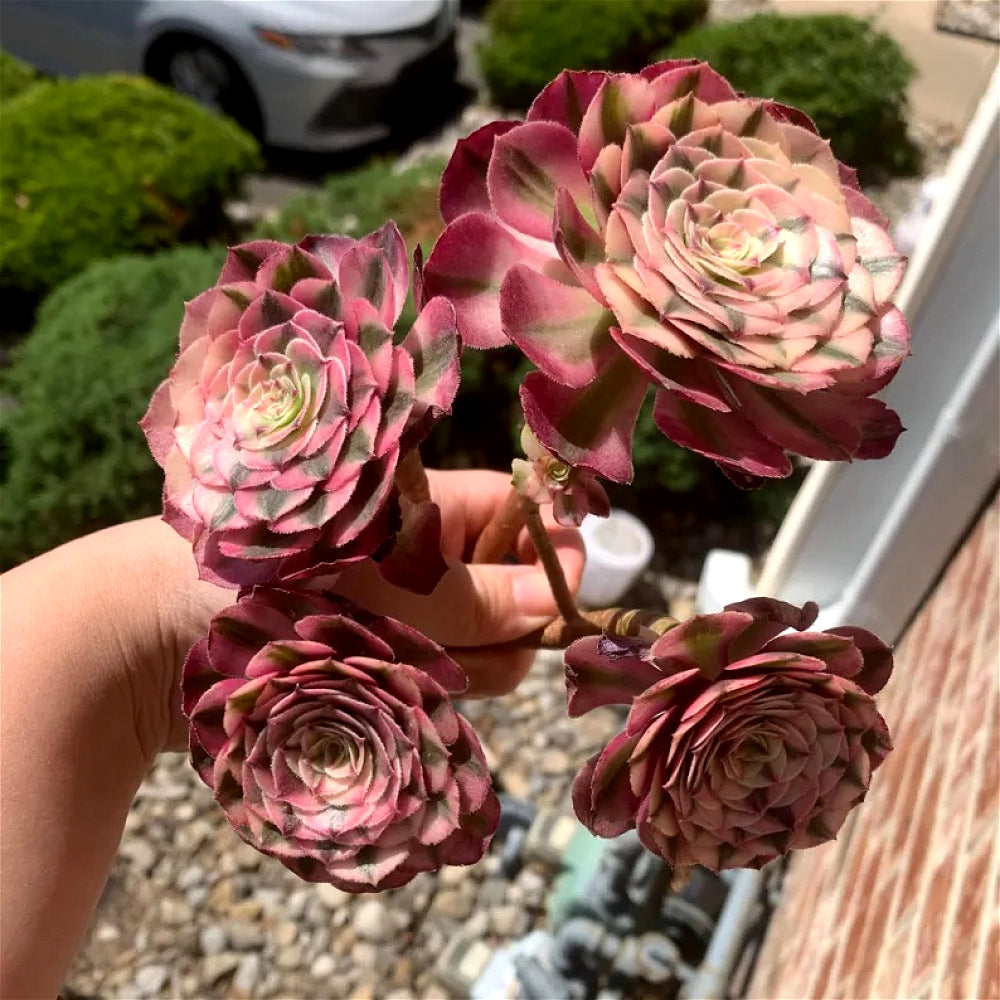 Premium Rare Live Succulent - Aeonium 'Pink Witch' Variegated - 4-5 Heads Clump-forming Plant - Perfect as Wedding Favors or Indoor Decor