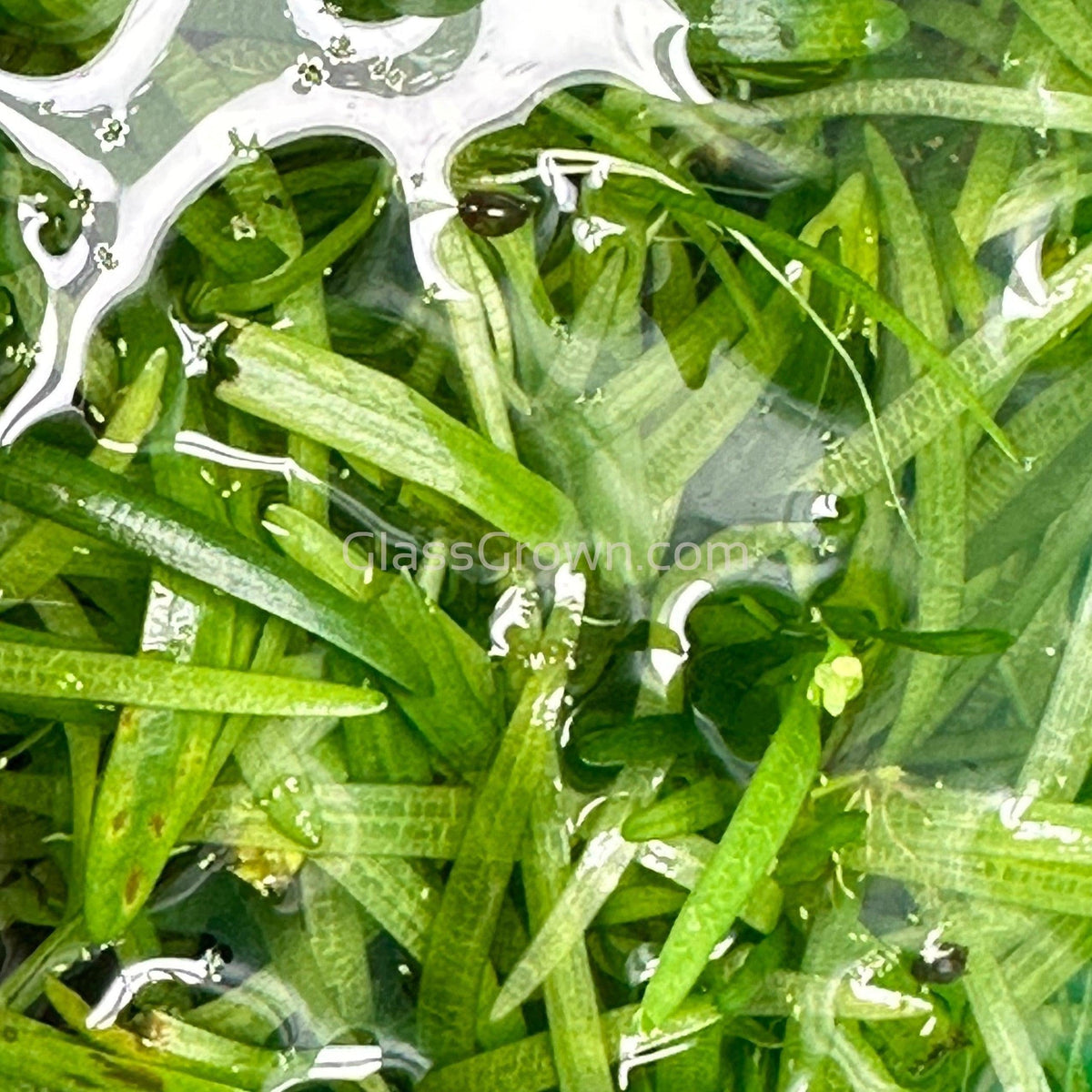 Dwarf Sagittaria Subulata