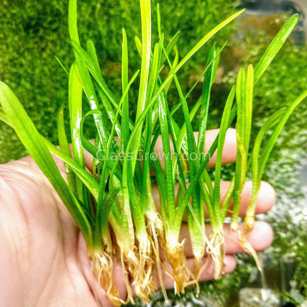 Dwarf Sagittaria Subulata