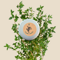 Organic Thyme Seeds