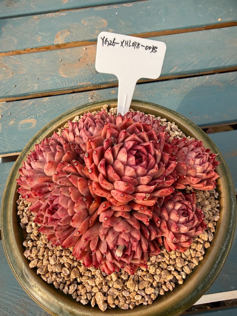 Plant ID: XHL078-0035 WYSIWYG Living Plant --❀ Echeveria 'Conch' 3.5-Year-Old Stage ❀–- Rare Multi-Head Clump-forming Succulent