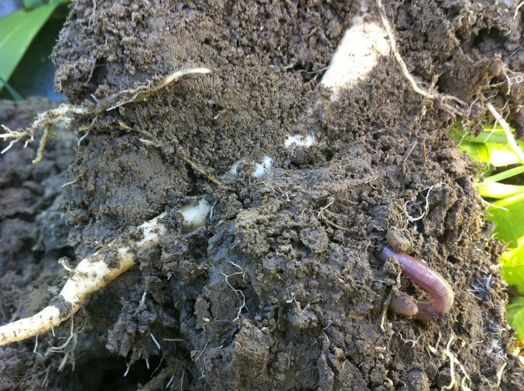 Taproot Daikon Radish