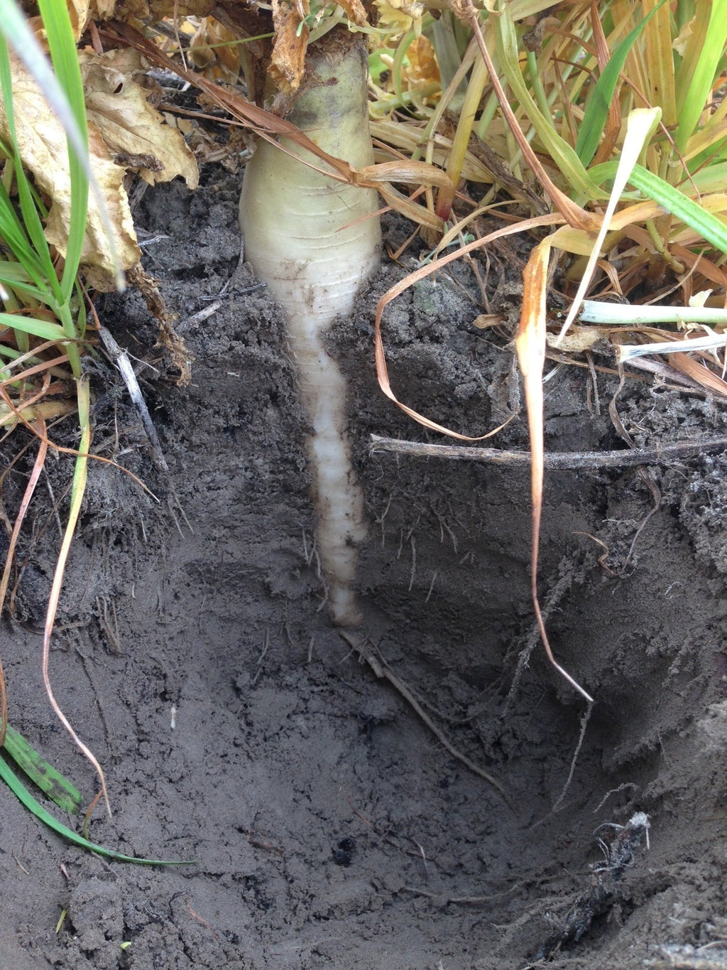 Taproot Daikon Radish