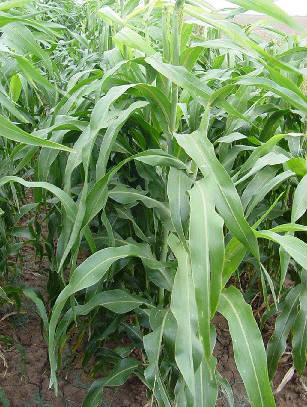 Honey Sweet Hybrid BMR Sorghum-Sudangrass