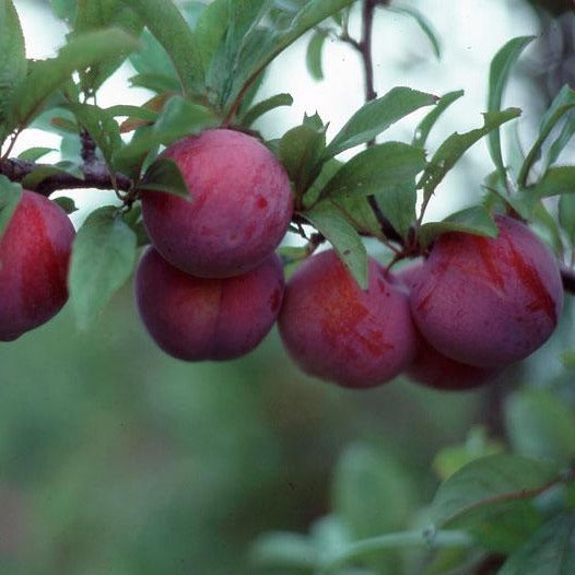 Plum Tree 'Methley'