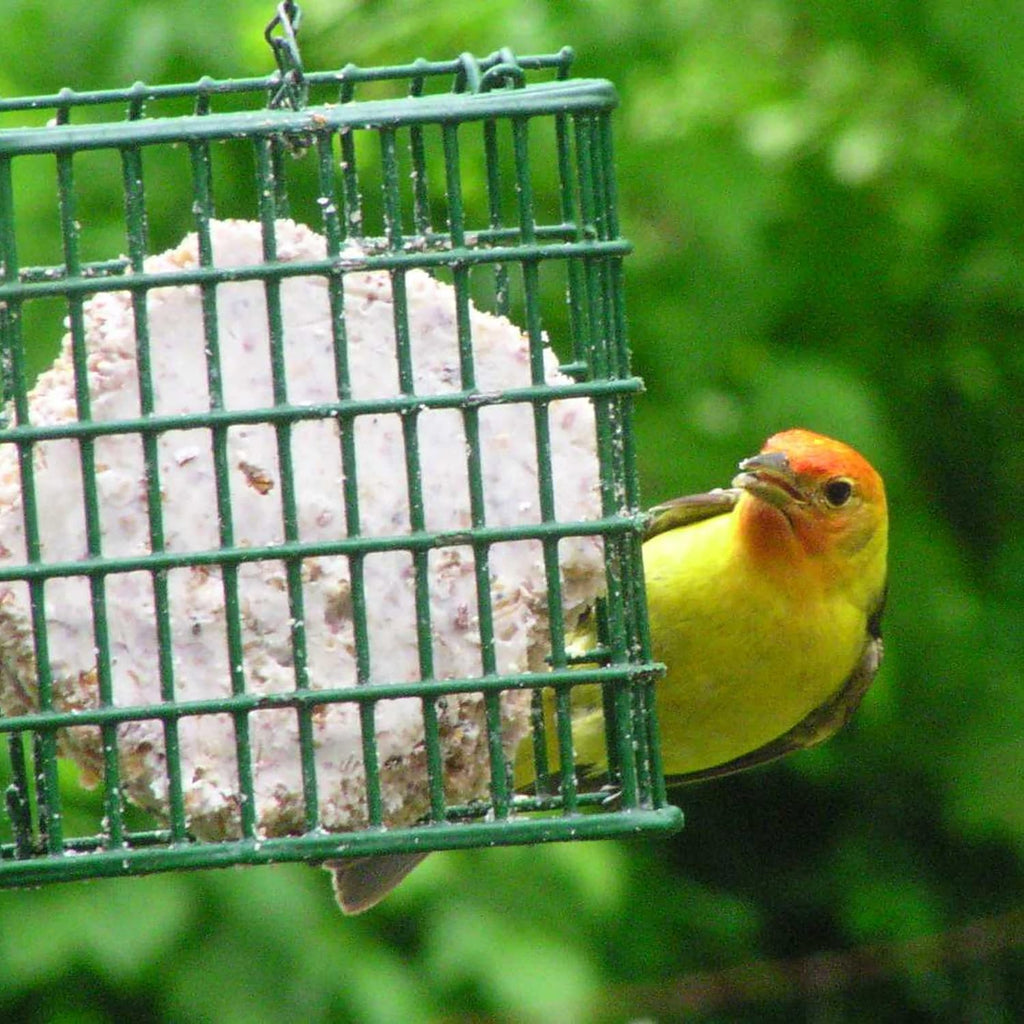 C&S Nutty Suet Treat 11.75 oz Wild Bird Suet Cake Seeds & Nuts Year-Round