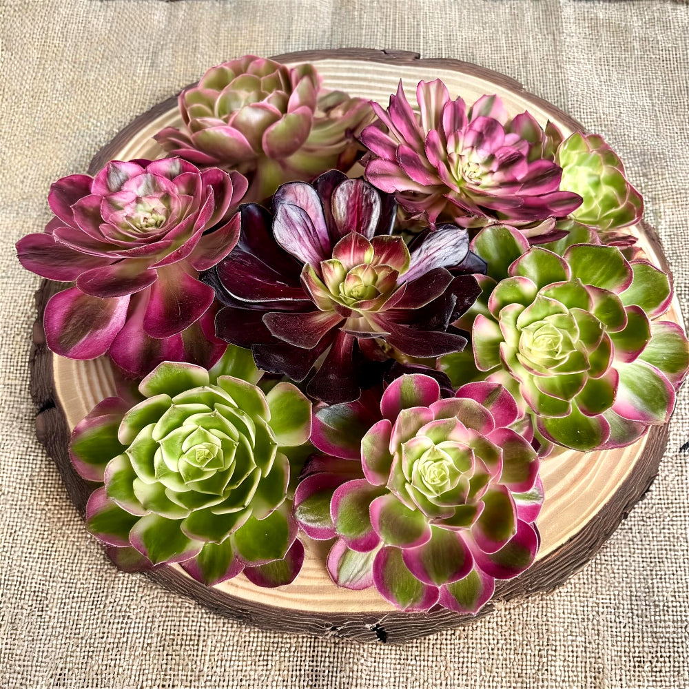 6-PCS Premium Assorted Aeonium Cutting Live Plant Set - Mix Plants Random Succulents