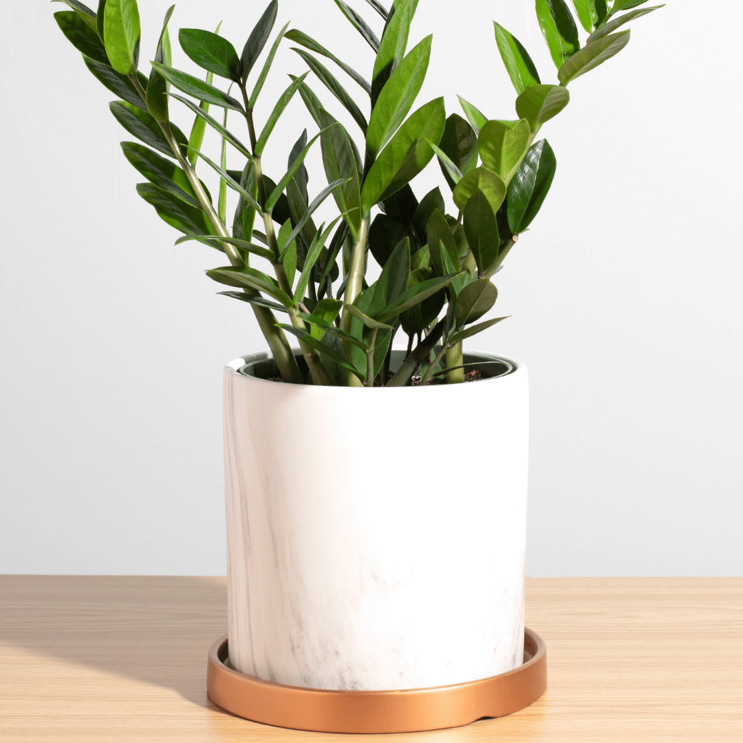 Zanzibar Gem Green ZZ Plant