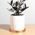 Black ZZ Raven Houseplant