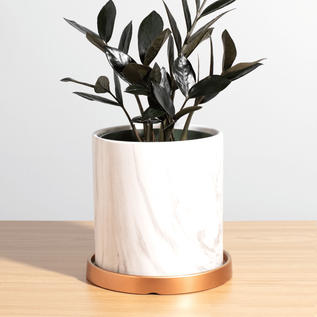 Black ZZ Raven Houseplant